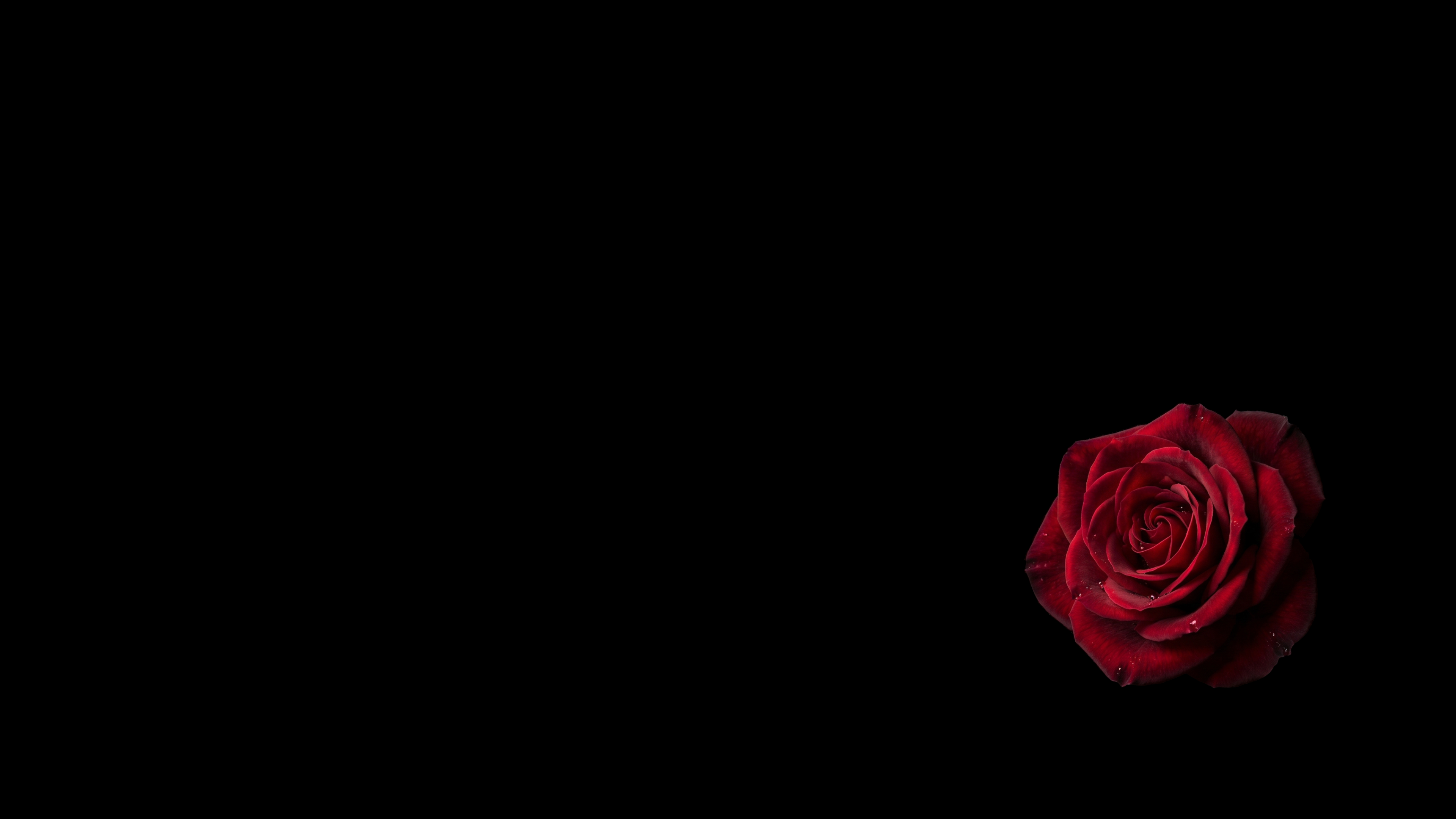 Crimson Rose Floating Black Void